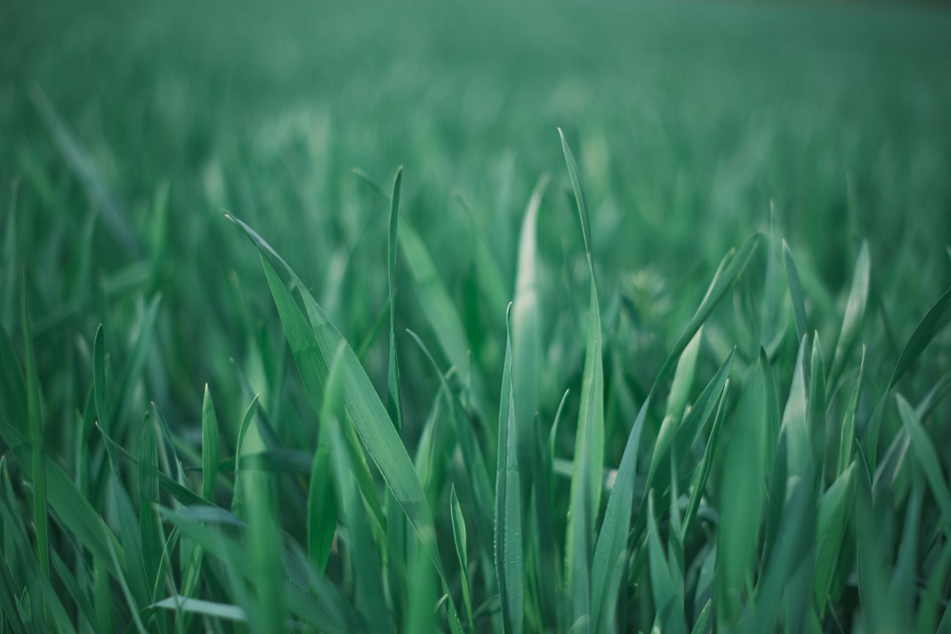 A detailed close-up of lush green grass blades outdoors, showcasing vibrant natural beauty.