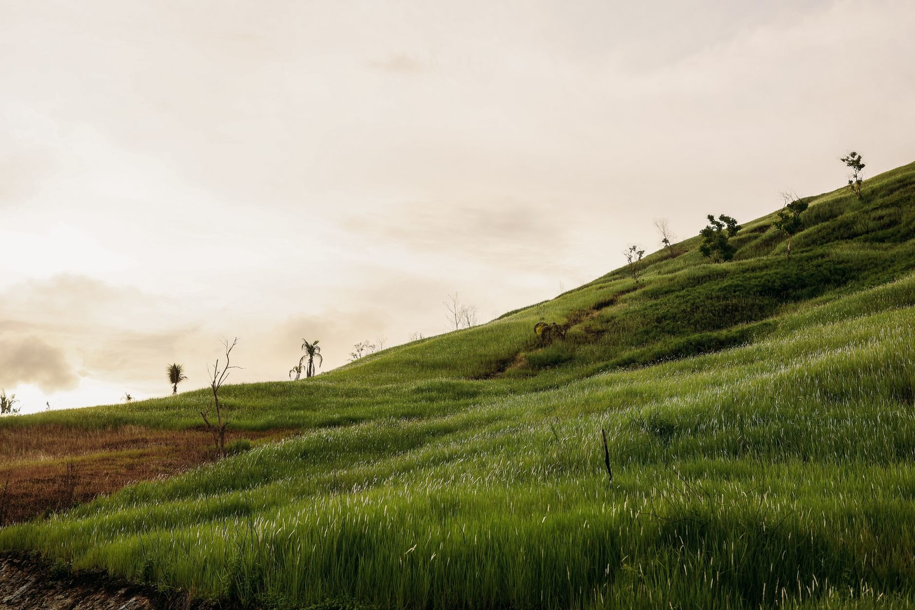 Lush green hillside landscape — the result of professional hydroseeding